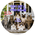Pet Photo Buttons Cat Clowder