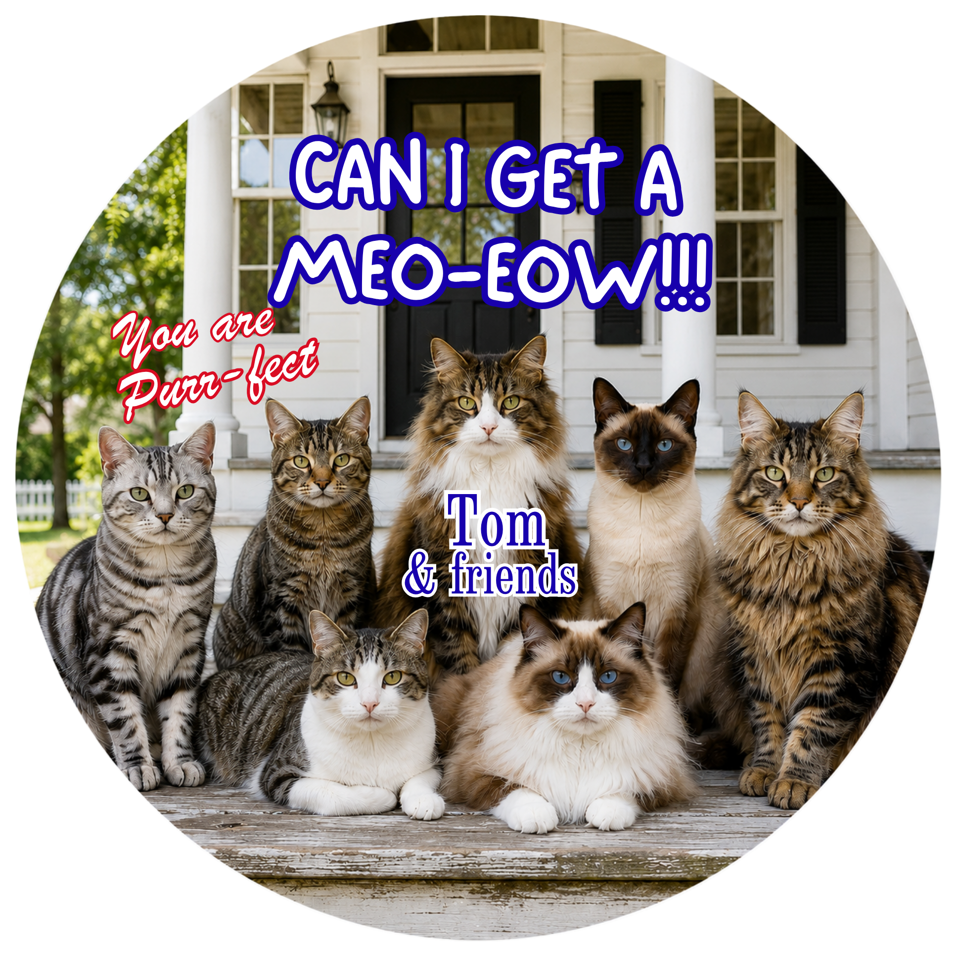 Pet Photo Buttons Cat Clowder